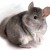 chinchilla