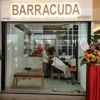 barracuda barracuda