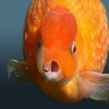 fish fish