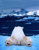 Polarbear