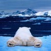 Polarbear Polarbear